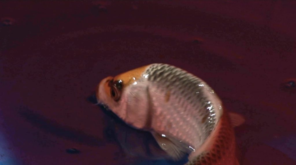 Fall and Rise of a Fish