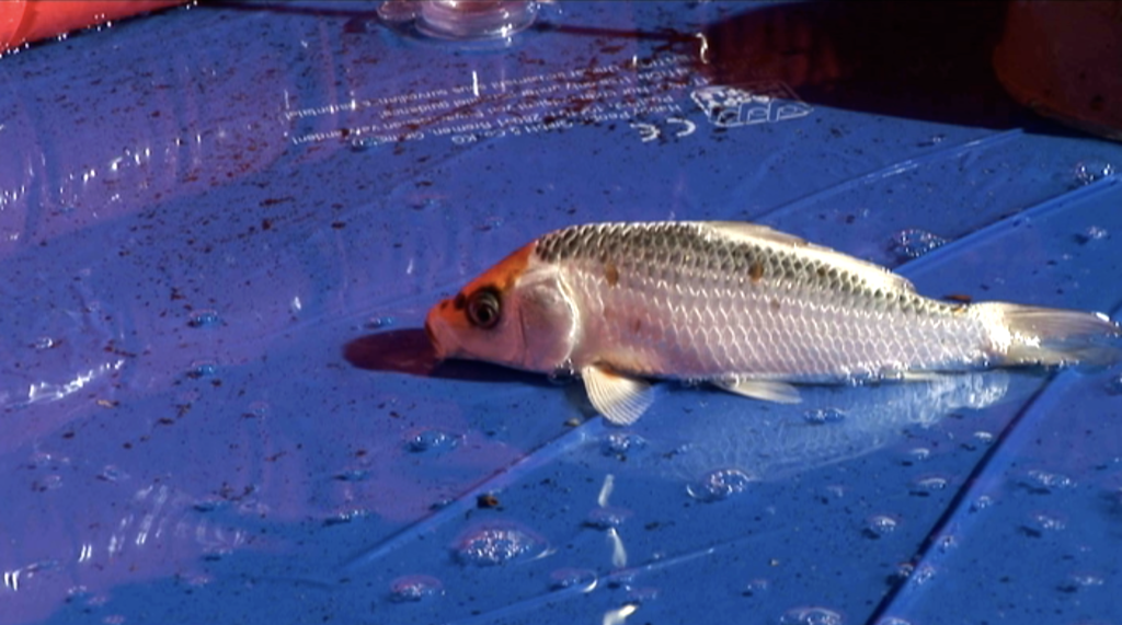 rise-and-fall-of-a-fish-15