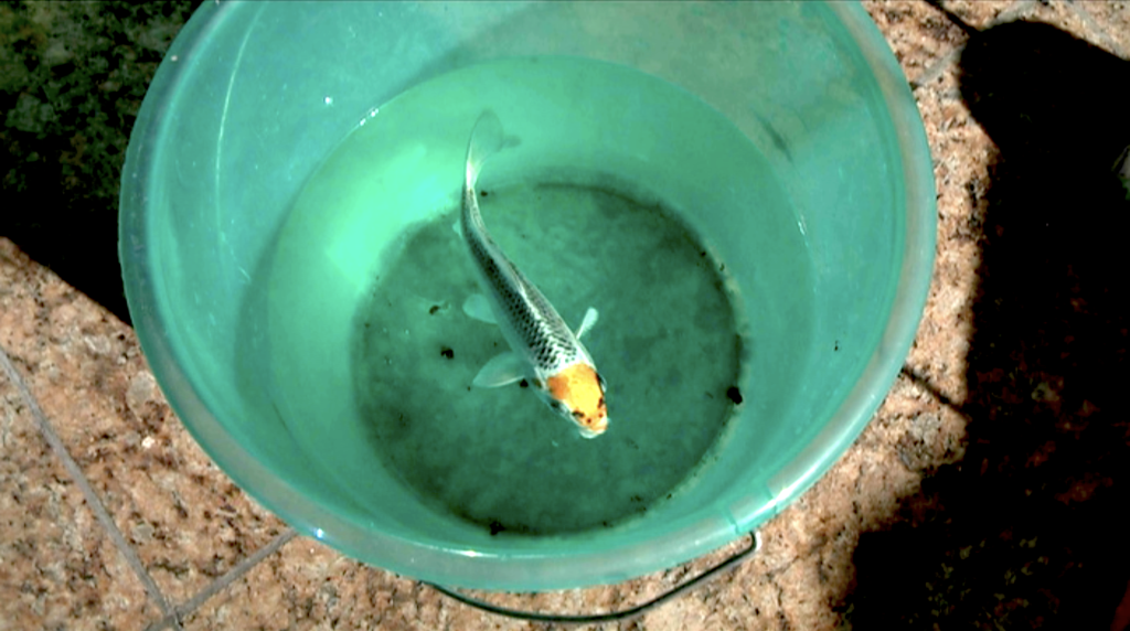 rise-and-fall-of-a-fish-18